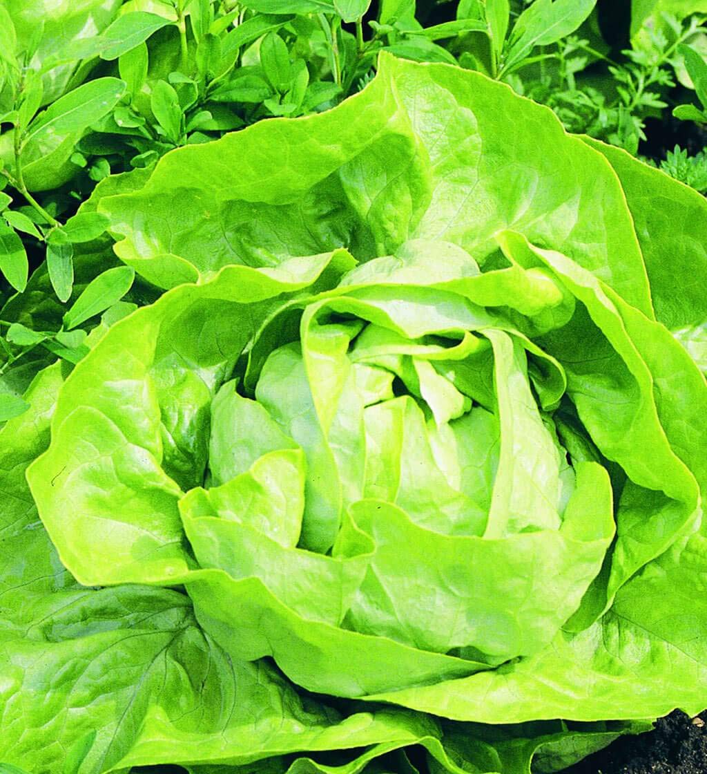 12,000 Organic Non-GMO Buttercrunch Lettuce Seeds for Microgreens & Sprouts - Fresh Baby Greens for Salads, Sandwiches & Healthy Eating