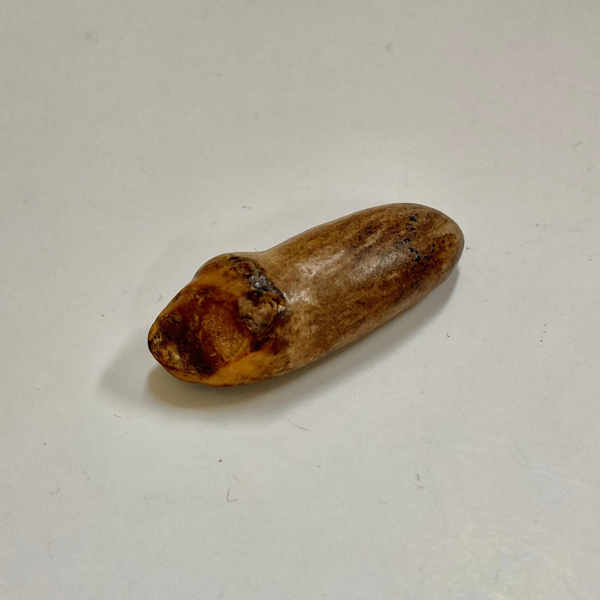 Authentic Fossil Beluga Whale Tooth - Rare Collectible for Marine Enthusiasts & Fossil Hunters | Perfect for Home Decor, Educational Displays & Unique Gifts