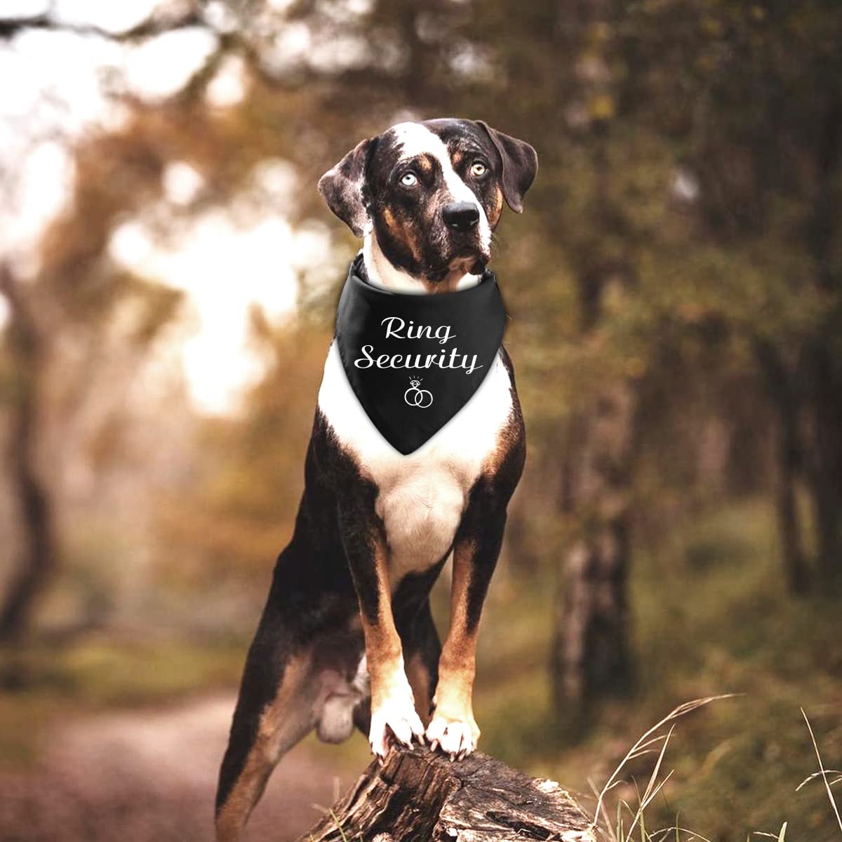 Funny Black Cotton Pet Dog Bandana - Ring Security Dog Bandana for Engagement & Wedding Announcement Photos - Perfect Gift for Dog Lovers & Bridal Showers (Great for Pet Parties, Photo Shoots & Special Occasions)