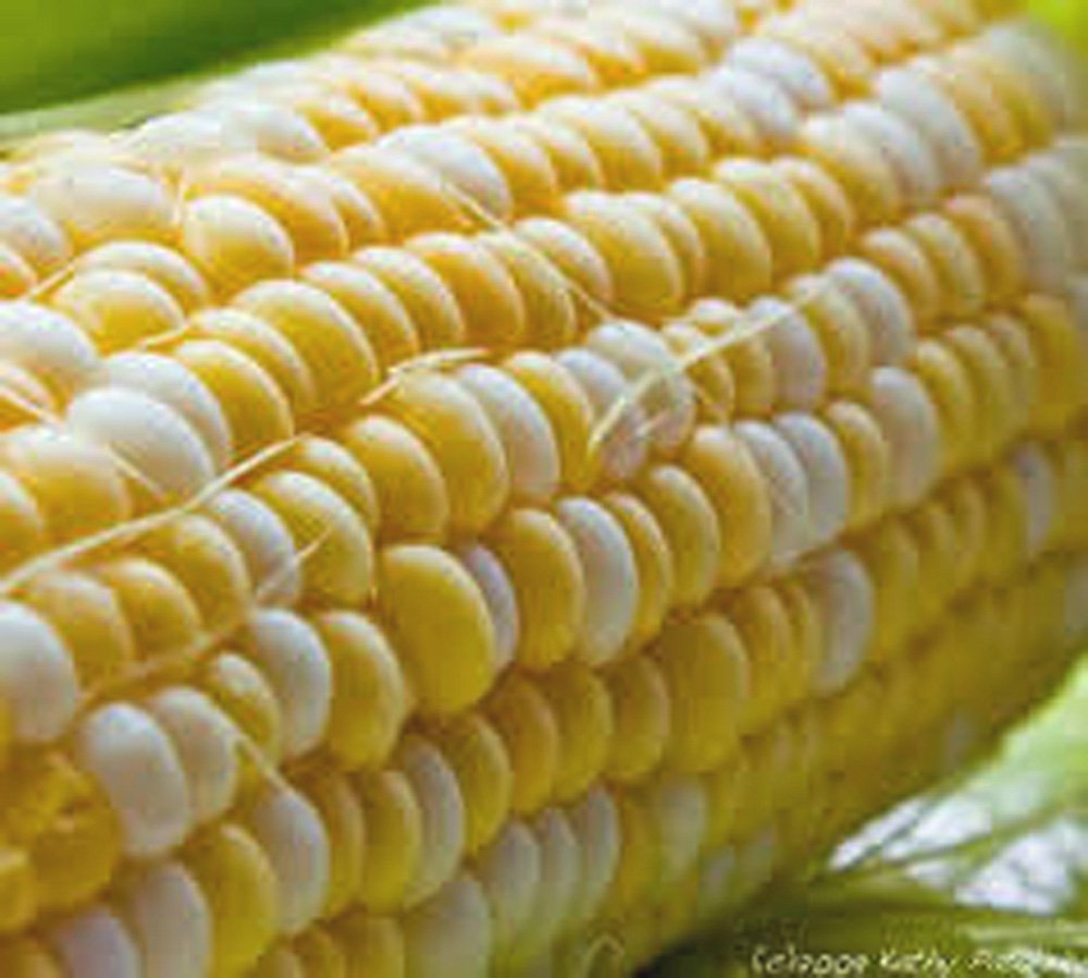 Butter & Sugar Bicolor Heirloom Corn Seeds (99+ Seeds) - Sweet & Tender for Home Gardens, Farmers Markets & Fresh Eating