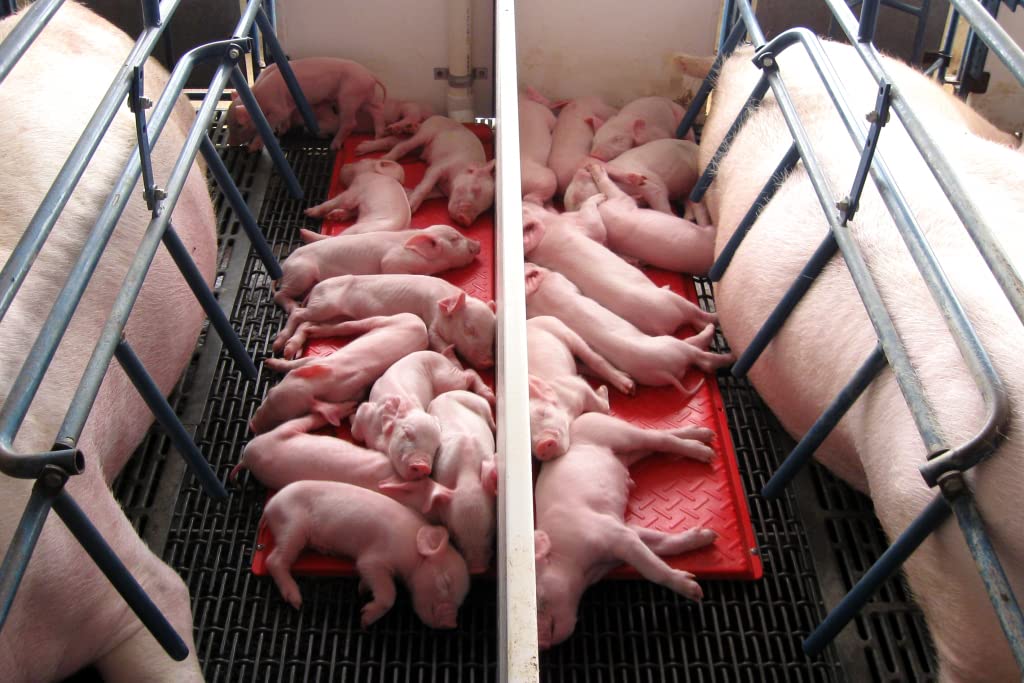 KANE Baby Pig Heat Mat for Piglets - 48