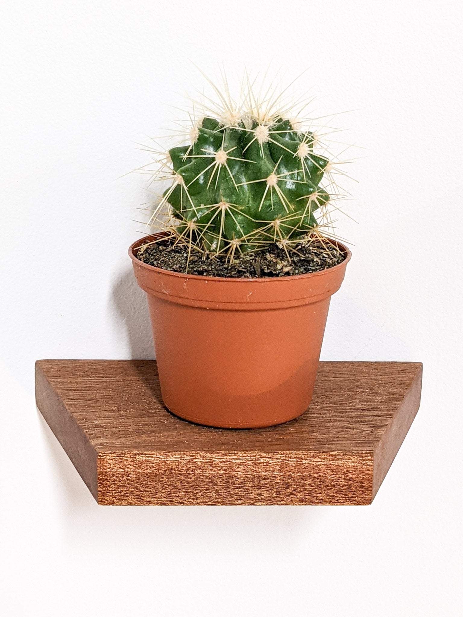 Stylish Mahogany Small Trapezoid Display Shelf - Perfect for Home Decor, Retail Stores & Office Organization