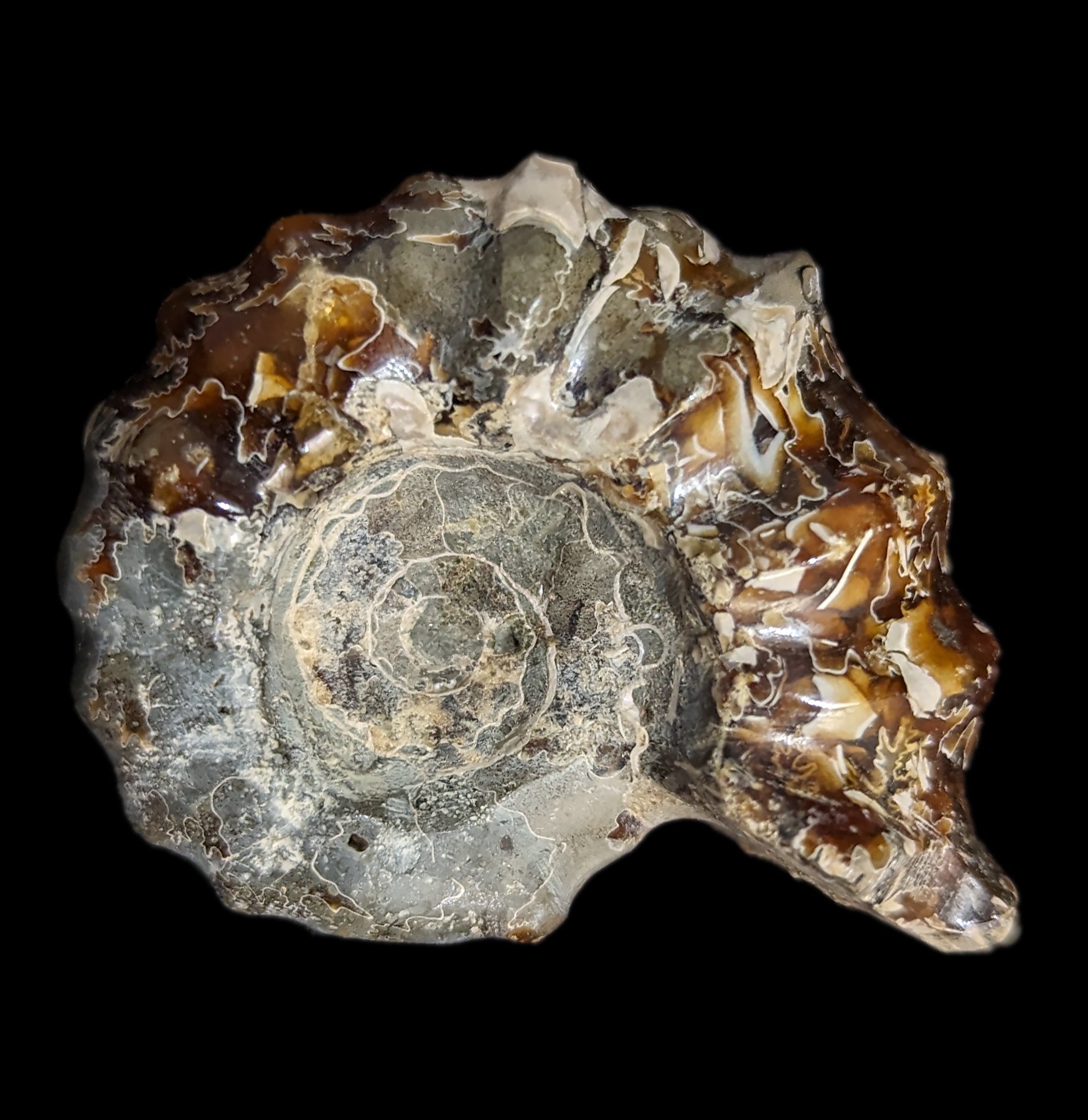 Authentic Douvilleiceras Inquinodum Ammonite Fossil - Rare Prehistoric Specimen for Collectors, Home Decor & Educational Displays