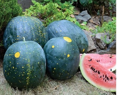 10 Heirloom Moon & Stars Red Watermelon Seeds - Non-GMO, Sweet & Juicy - Perfect for Home Garden, Farmers Market & Summer BBQs
