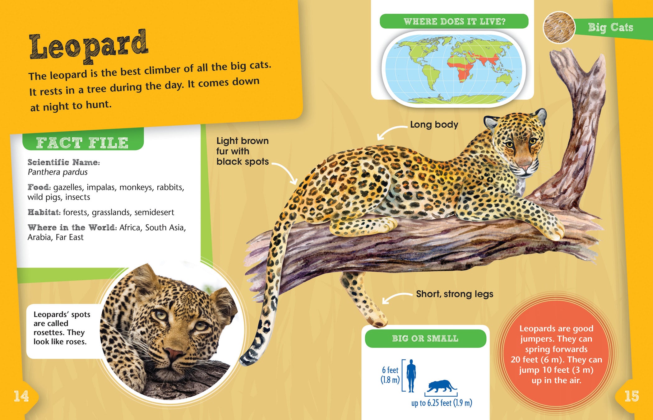 Big Cats Animal Detectives - Fun Educational Kids Book for Wildlife & Science Learning - Perfect for Classroom, Homeschool & Bedtime Reading