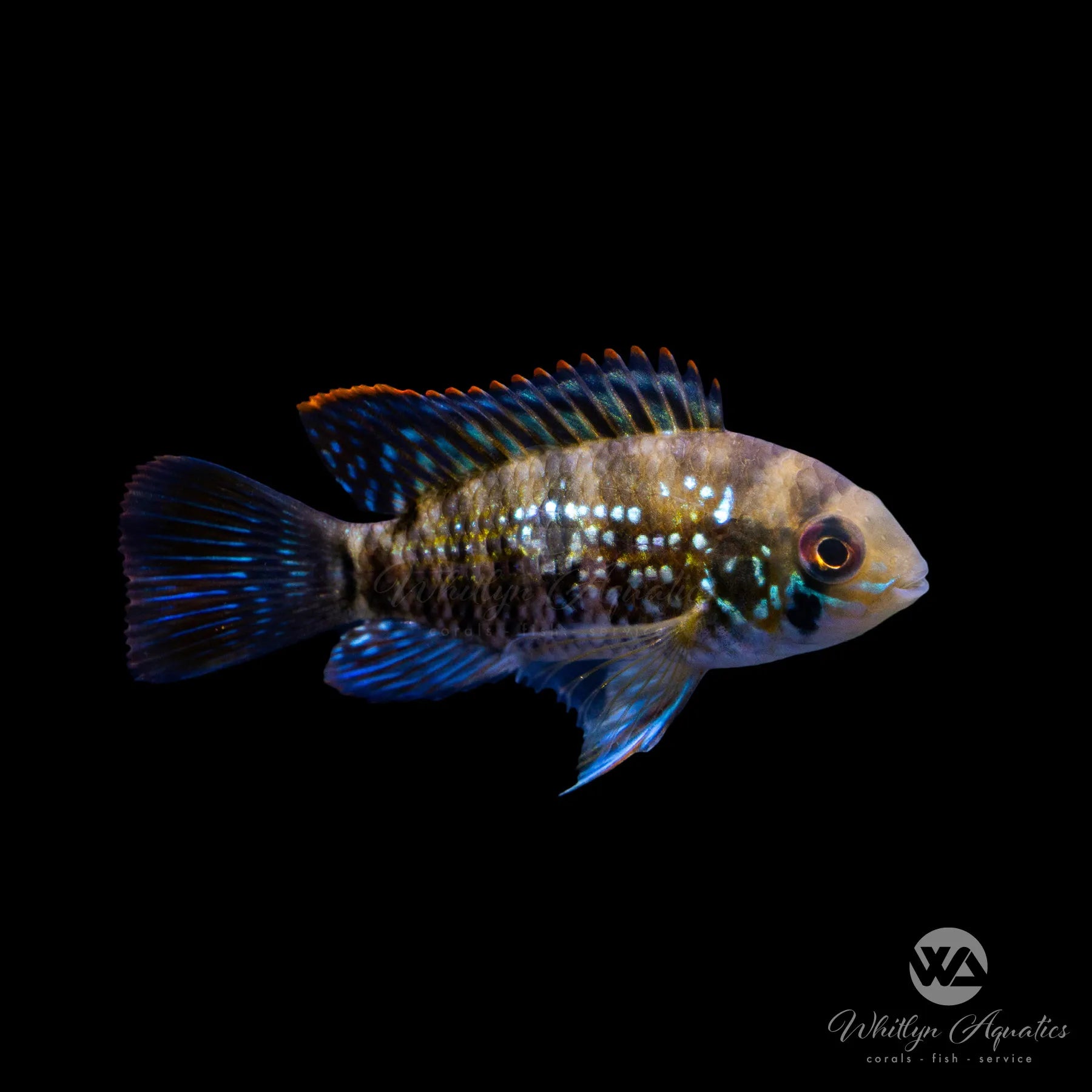 Premium Blue Acara Cichlid (Andinoacara pulcher) - Vibrant Aquarium Fish for Freshwater Tanks & Community Aquascaping