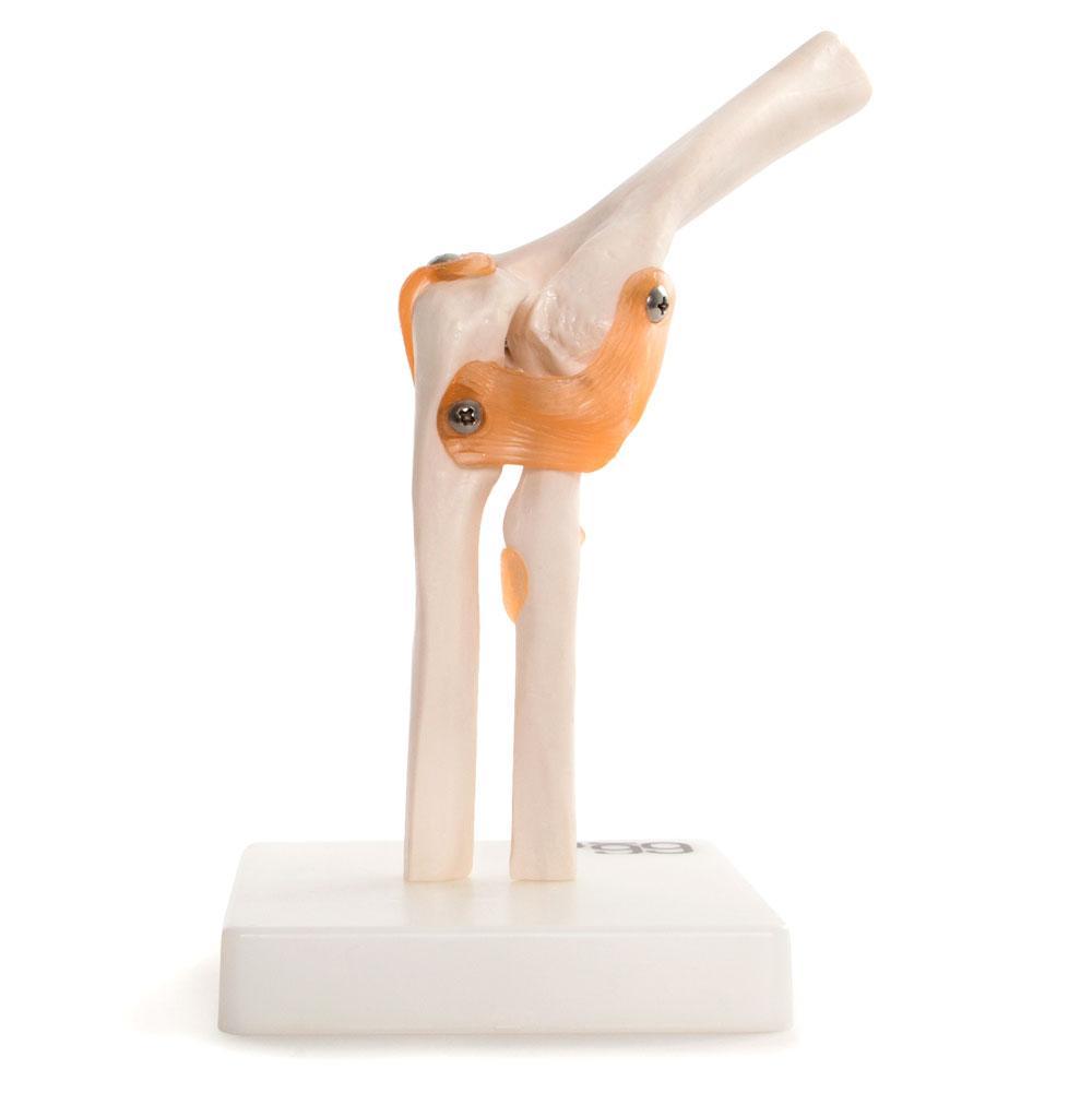 66Fit Elbow Joint Anatomical Model - Human Skeleton Anatomy Study Tool for Medical Students & Physical Therapists - Perfect for Classroom Demonstrations & Patient Education