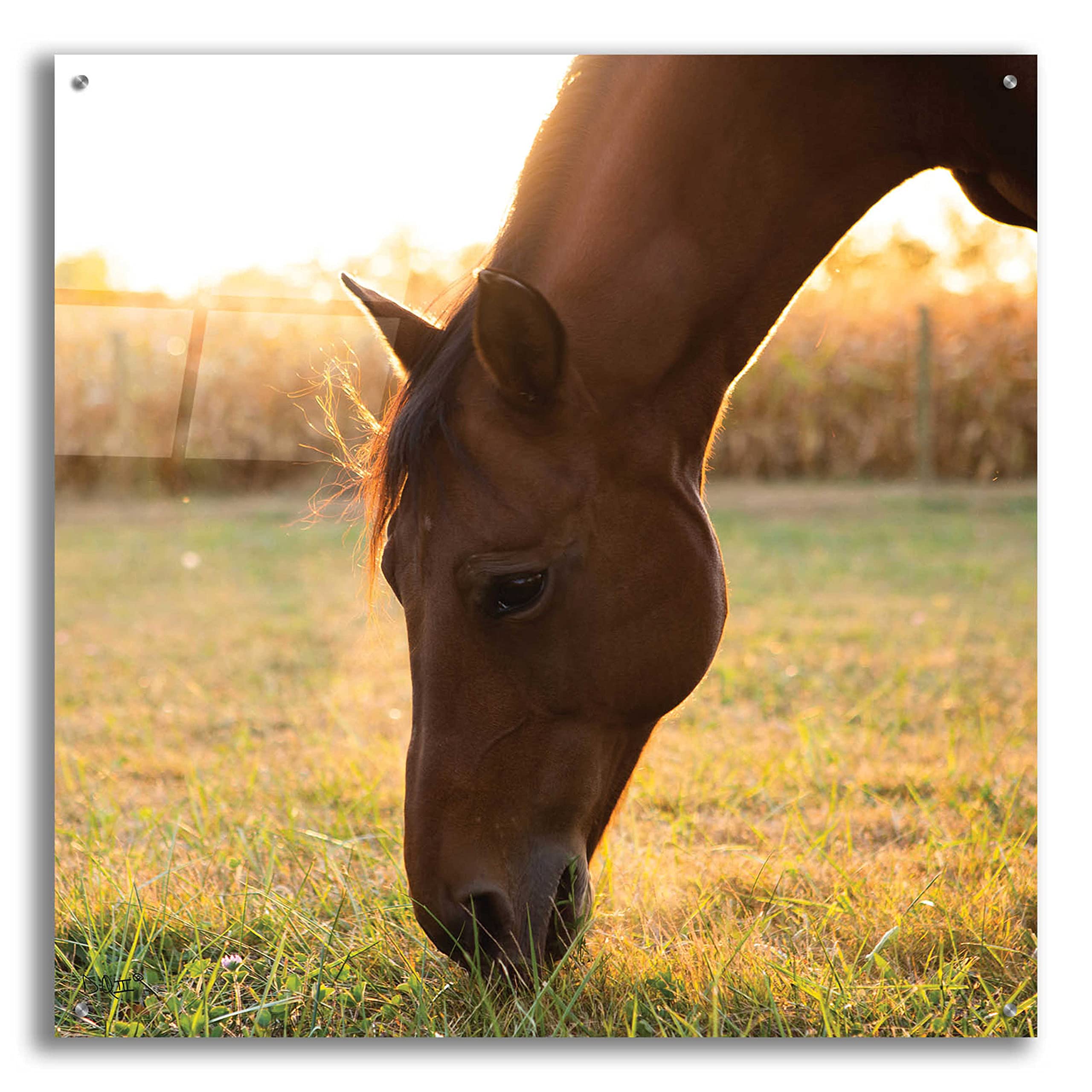 Epic Art 'Sunset Grazing II' by Donnie Quillen - 36x36 Inch Acrylic Glass Wall Art Painting, Modern Home Decor for Living Room, Bedroom & Office
