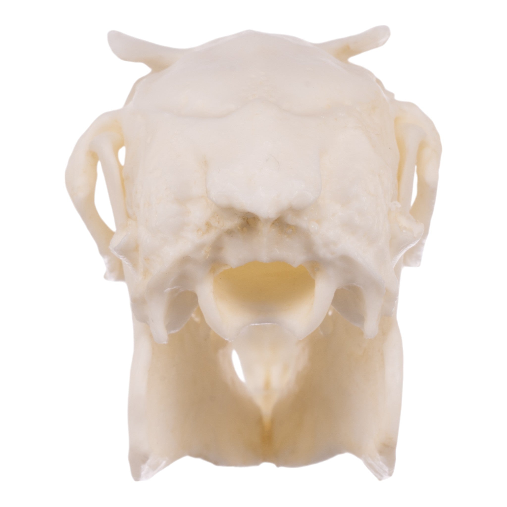 Realistic Rabbit Skull Replica - Perfect for Halloween Decor, Gothic Home Decor, Biology Study, and Taxidermy Display