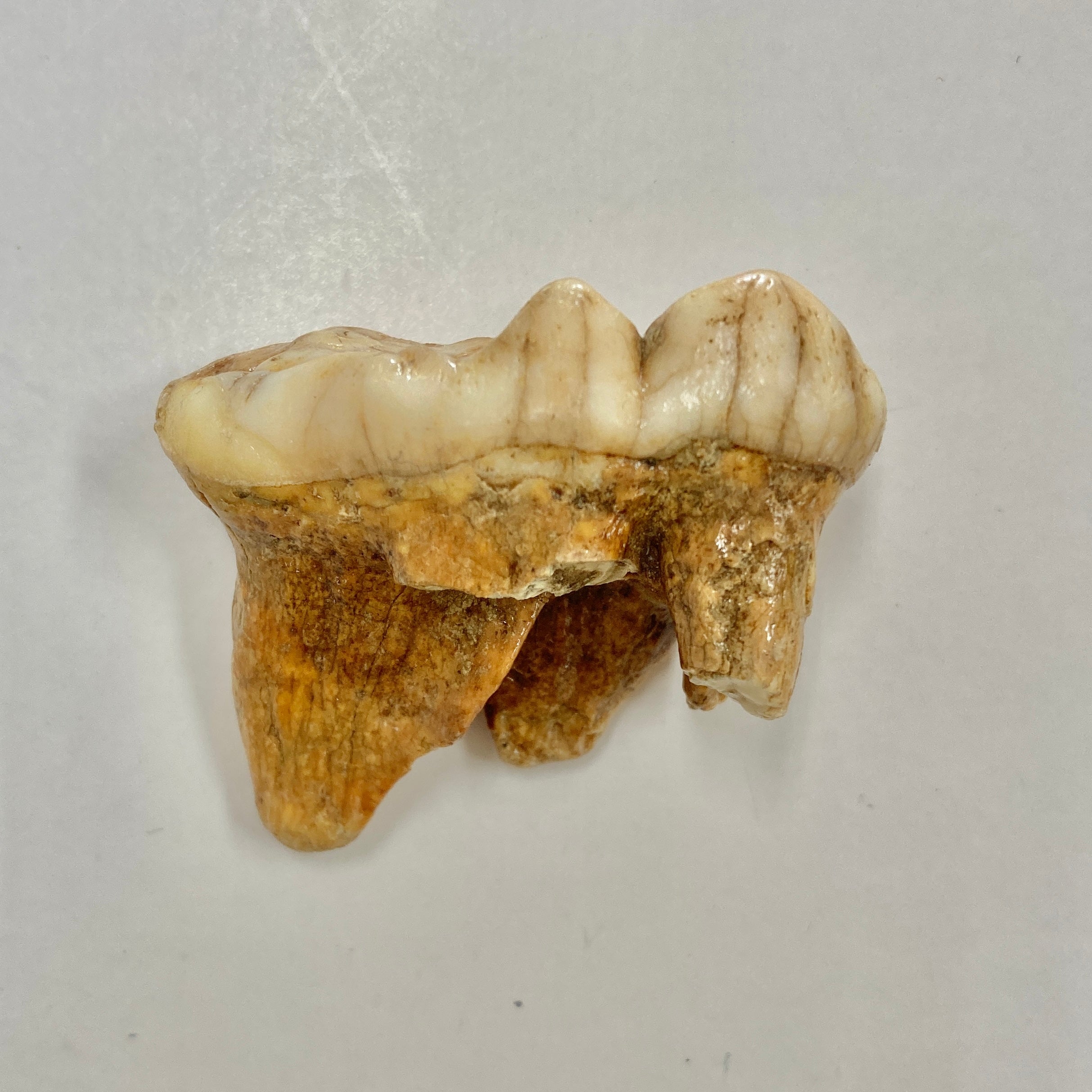 Authentic Cave Bear Molar Tooth Fossil - Genuine Ice Age Relic for Collectors & Paleontology Enthusiasts - Perfect for Display, Education & Historical Collections