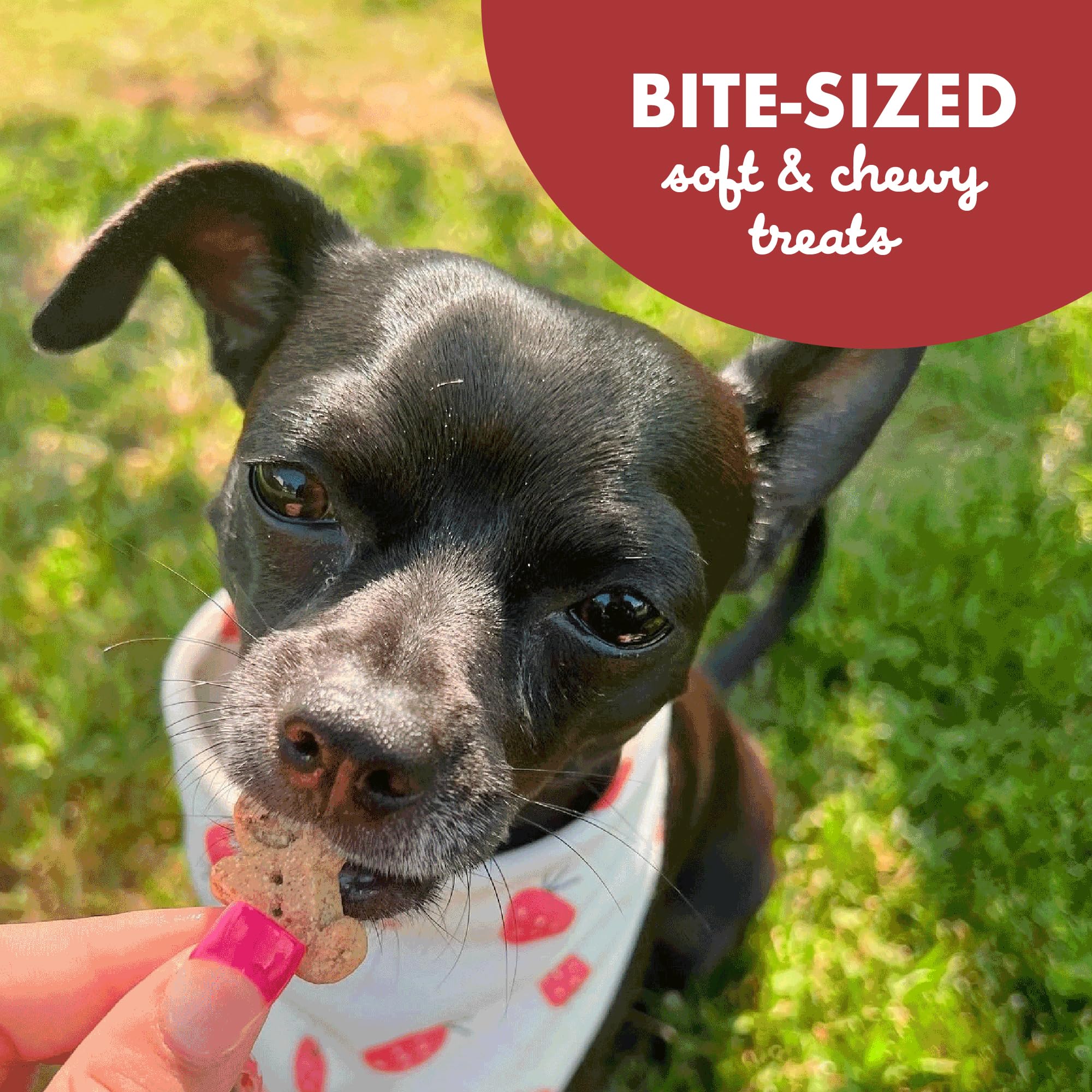 **Buddy Biscuits Softies Grain-Free Dog Treats - 5 oz Pouch, Natural Grilled Beef Flavor, Soft & Chewy, Oven Baked in USA - Perfect for Training, Rewards & Dental Health**