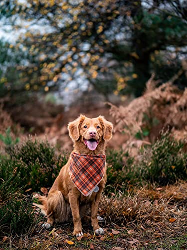 Lionheart Glory Fall Dog Bandana - 1 Pack Washable Soft Cotton Halloween Bib Scarf, Adjustable Kerchief Square Bandanas for Small Dogs - Perfect for Halloween Costumes, Autumn Walks & Pet Photo Shoots