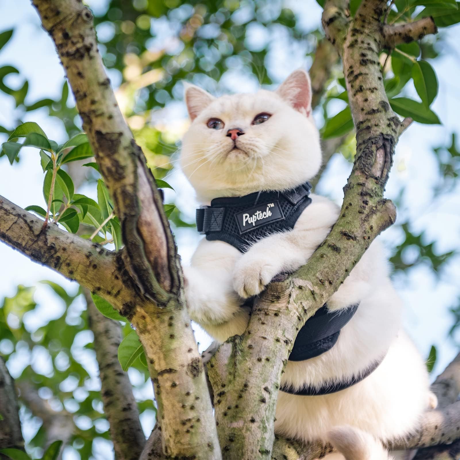 PUPTECK Escape-Proof Cat Harness & Leash Set - Adjustable Breathable Mesh Vest for Cats, Puppies & Small Pets - Reflective Night Safety (Medium, Black) - Perfect for Outdoor Walks, Park Adventures & Vet Visits