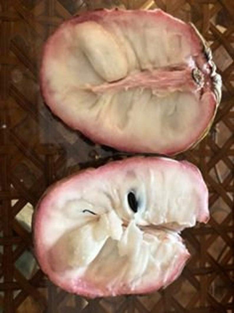 Grafted Atemoya Lisa Fruit Tree - Live Plant for Home Garden & Tropical Landscaping | Fresh Fruit Production & Ornamental Use