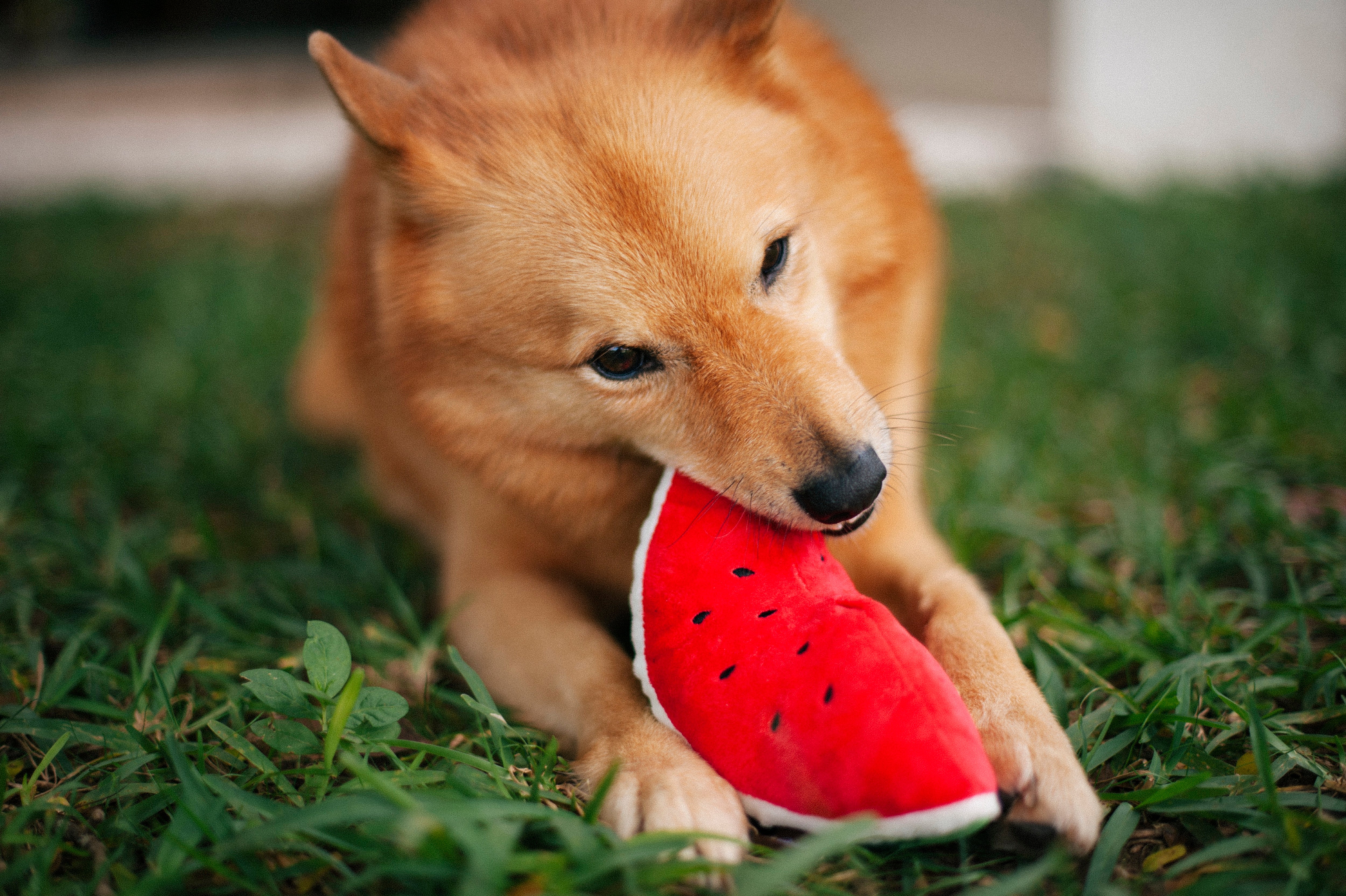 Tropical Paradise™ Watermelon Dog Plush Toy - Durable & Fun Chew Toy for Small & Large Dogs | Perfect for Playtime, Training & Cuddling | Pet P.L.A.Y.