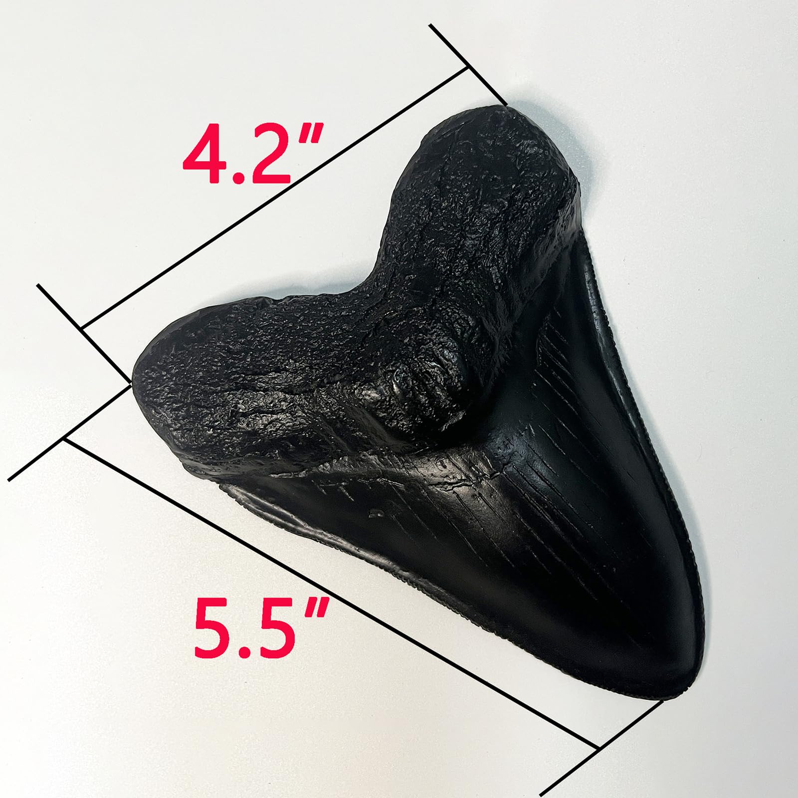 Authentic Carcharodon Megalodon Tooth Replica - 5.1 Inch Fossil Shark Teeth with Detailed Serrations - Black Collectible Specimen for Paleontology Enthusiasts & Home Decor Display