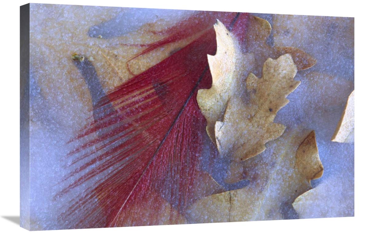 20 x 30 Inch Northern Cardinal Feather & Oak Leaves Frozen in Ice Art Print - Winter Wildlife Wall Decor by Tim Fitzharris - Perfect for Living Room, Bedroom or Office Decor