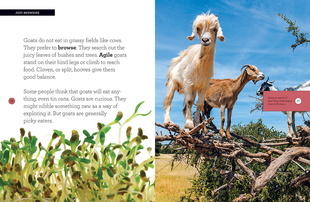 Goats 978-1-64026-231-7 - Best for Farm Life, Homesteading & Animal Lovers