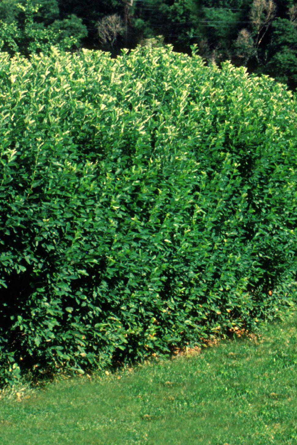 Premium Cotoneaster Hedge Plants #5 - Fast-Growing Evergreen Shrubs for Landscaping, Privacy Screens & Garden Borders