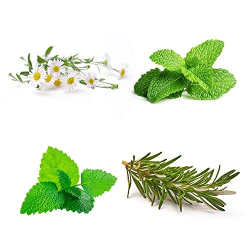 Organic Herb Tea Garden Seeds Collection - 4 Pack Non-GMO Heirloom Seeds for Planting (Chamomile, Mint, Lemon Balm, Rosemary) - Grow Your Own Herbal Tea at Home for Relaxation & Wellness