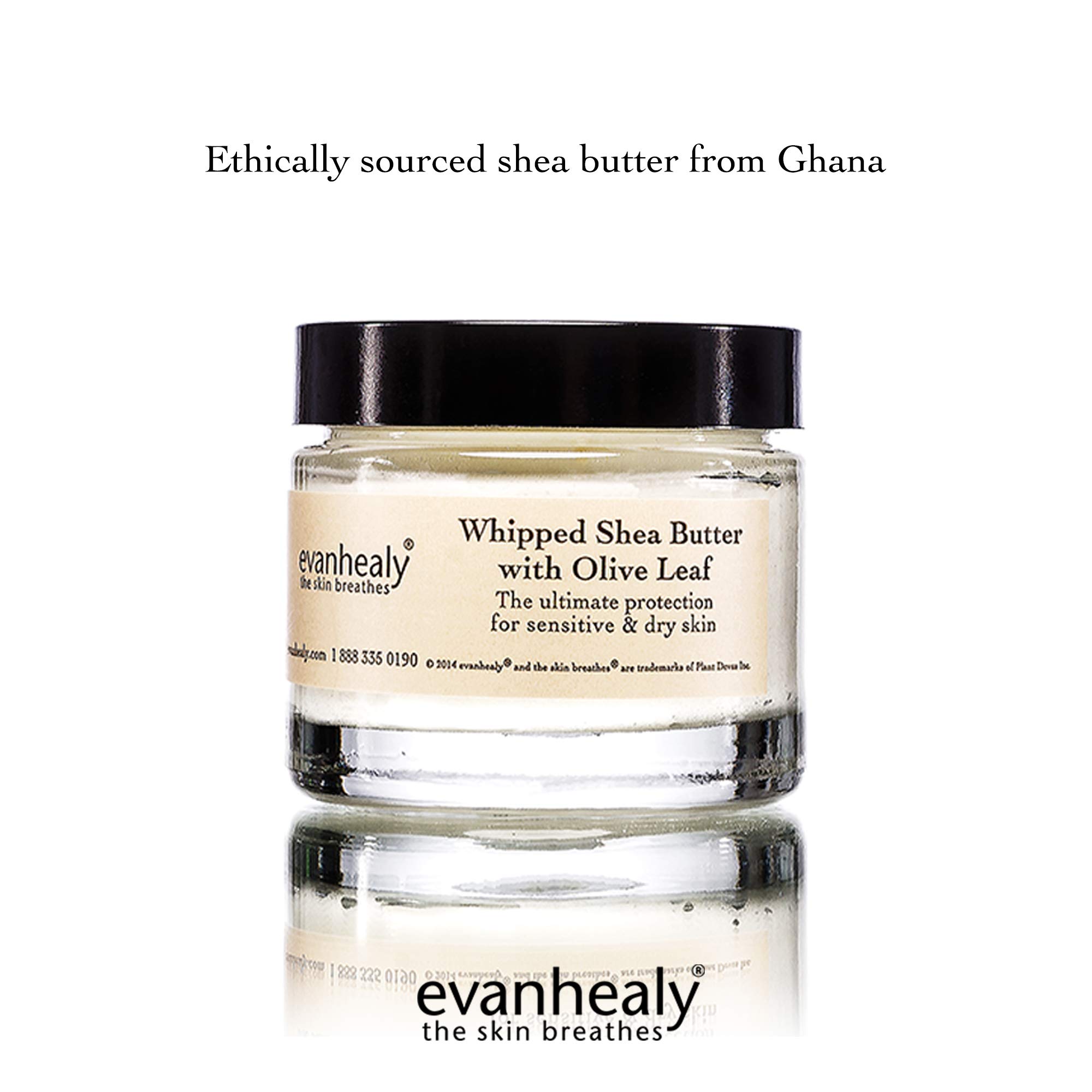 Evanhealy Whipped Shea Butter with Olive Leaf | Organic Raw Shea Butter & Coconut Oil Moisturizer for Dry, Sensitive Skin | Natural Body Lotion for Hydration & Nourishment | Perfect for Daily Skincare, Massage & After-Sun Care