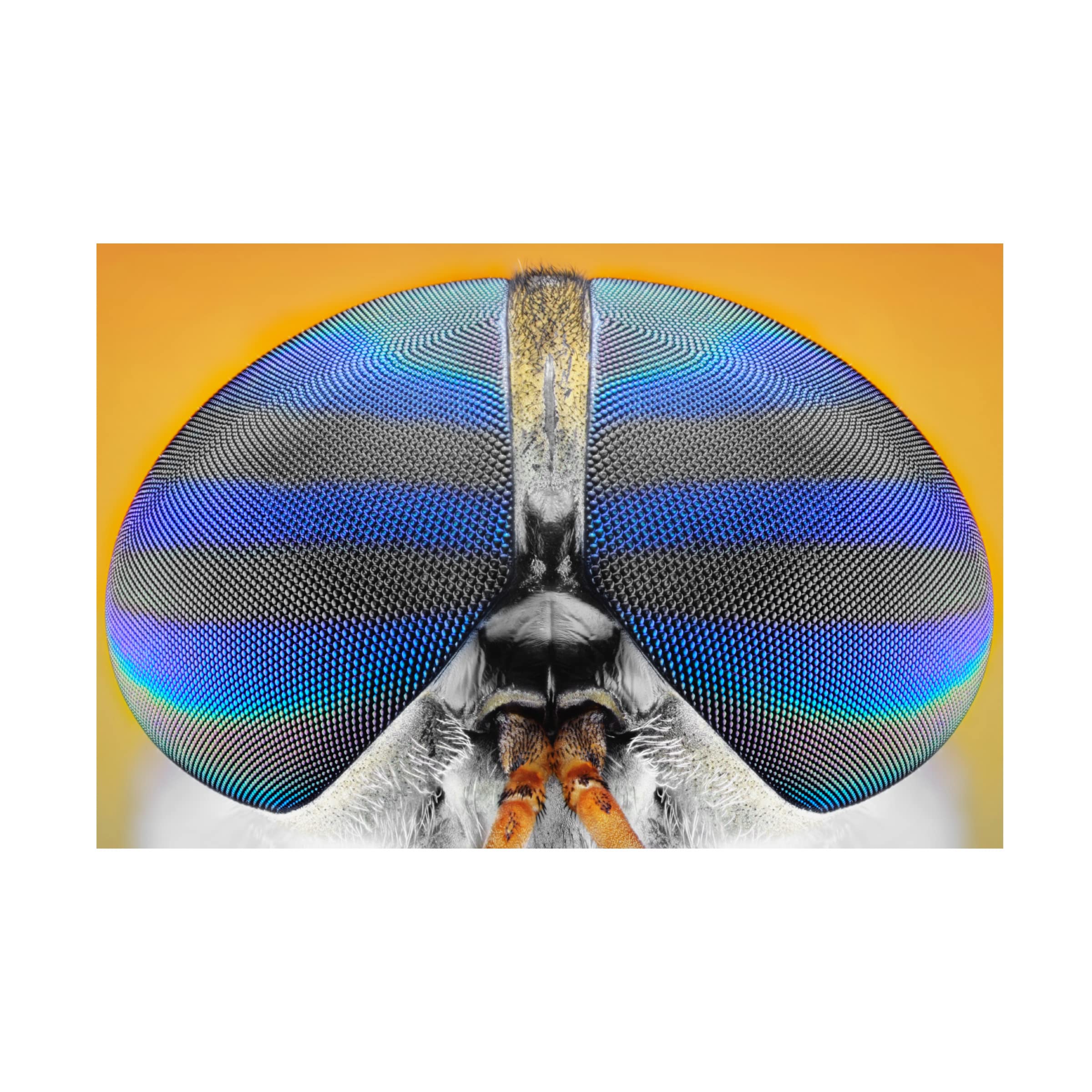Donald Jusa 'Fly On Yellow' Canvas Art Print - Modern Abstract Wall Decor for Living Room, Bedroom & Office - Trademark Fine Art Collection