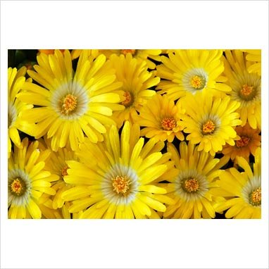 100 Gelato Yellow ICE Plant Mesembryanthemum Daisy Livingstone Flower Seeds - Drought-Tolerant Ground Cover for Sunny Gardens & Rock Landscapes