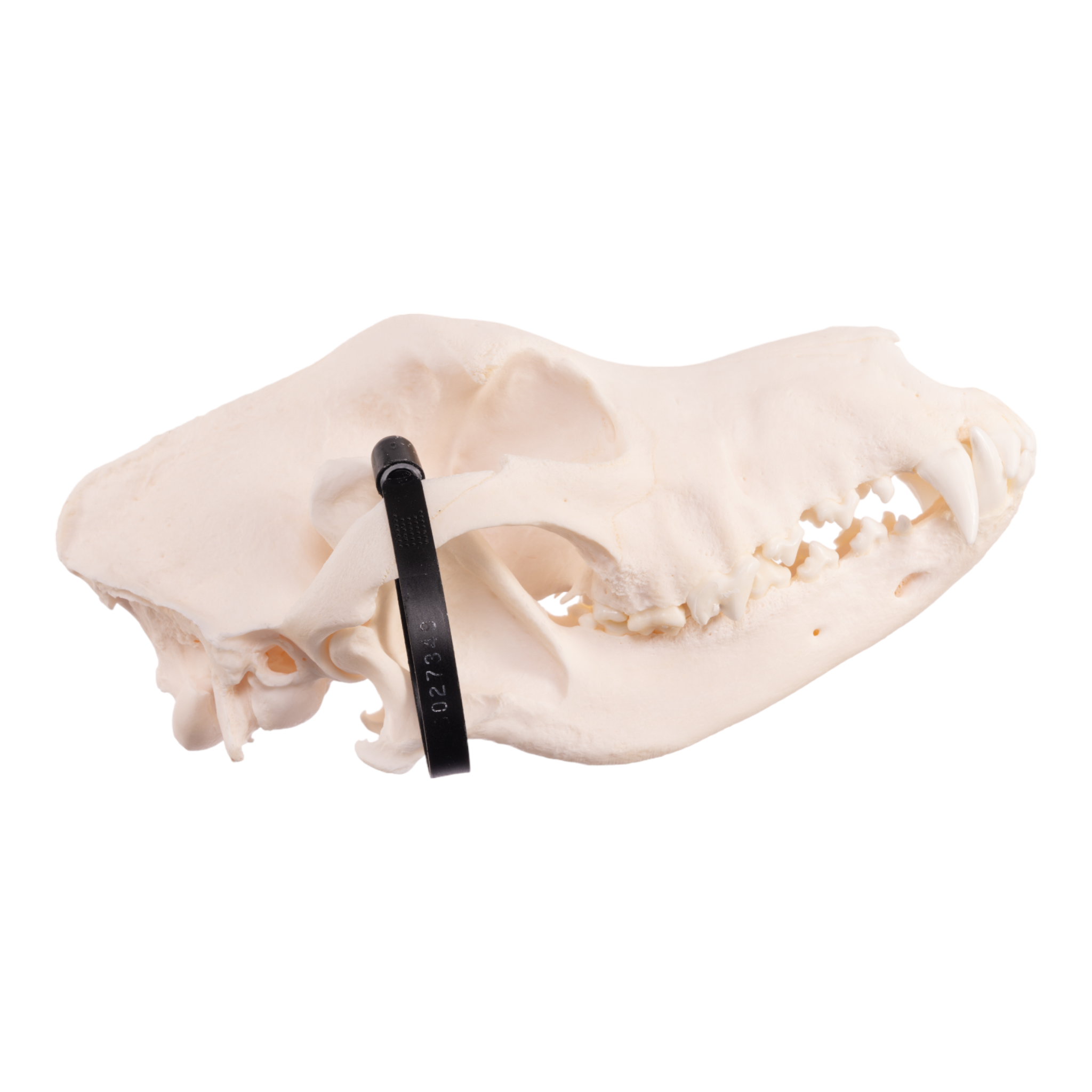 Authentic German Shepherd Dog Skull - Real Domestic Canine Skull for Veterinary Study, Taxidermy, and Educational Display