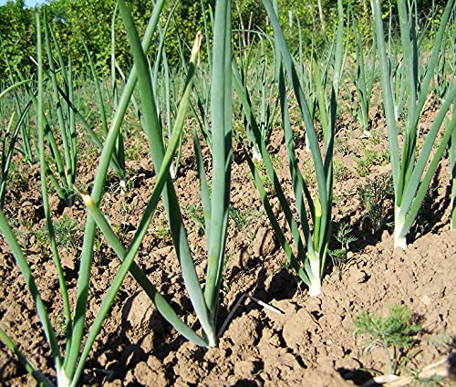 Evergreen Bunching Onion 300 Seeds - Allium Fistulosum Heirloom Non-GMO Open Pollinated Untreated Seeds for Home Gardening, Cooking & Fresh Salads