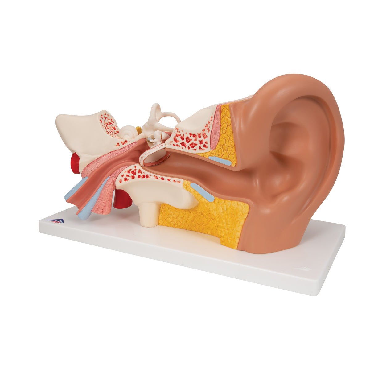 Giant Ear Anatomy Model - 3X Life Size, 4-Part Human Ear Display for Medical Education & Science Classrooms | Perfect for Doctors, Students & Biology Labs