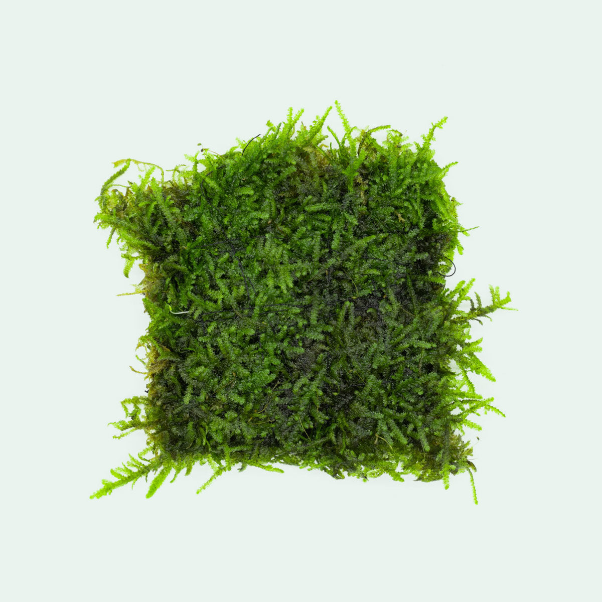Premium Christmas Moss Large Mat for Aquascaping - Live Aquatic Plant for Fish Tanks, Shrimp Tanks & Aquariums - Natural Decoration & Oxygenation