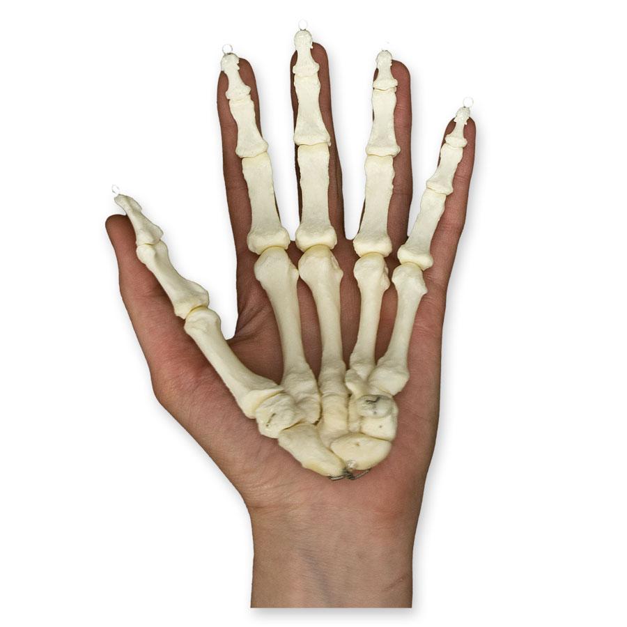 Premium Realistic Human Hand Model for Medical Research & Anatomy Study - Ideal for Doctors, Students & Educational Demonstrations