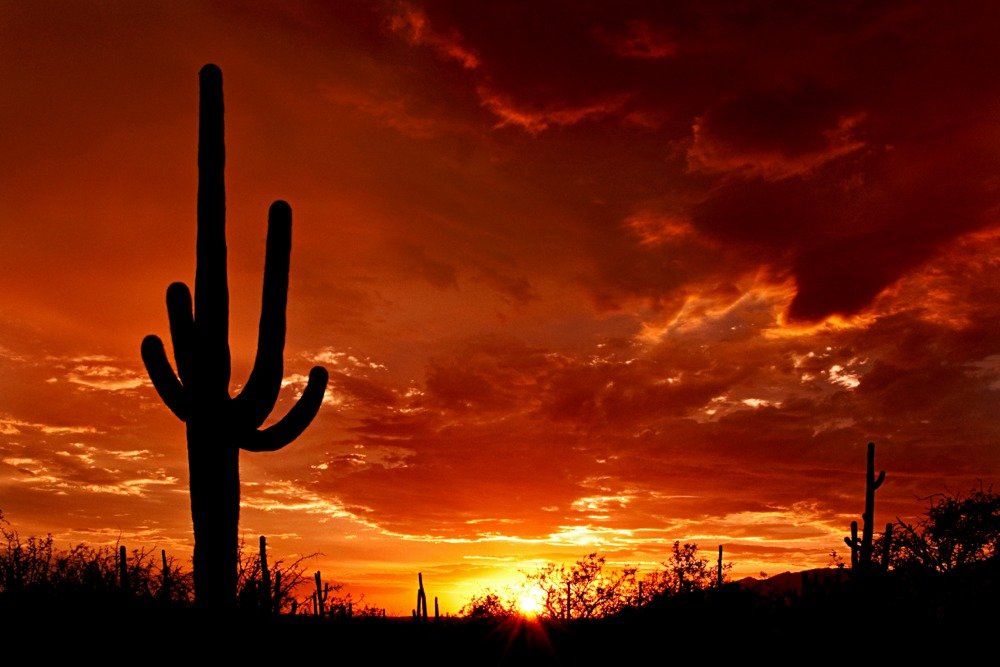 Red Sunset and Cactus Giclee Art Print - 16x24 Wall Decor Travel Poster for Southwest Home & Office Decor | Desert Landscape Photography Gift