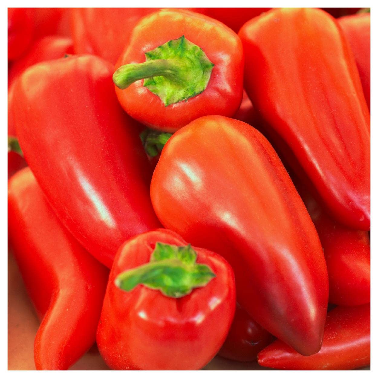 Everwilde Farms - 1 Oz Pimento Sweet Pepper Seeds - Non-GMO, Heirloom, High Germination Rate - Perfect for Home Gardening, Canning, and Fresh Eating