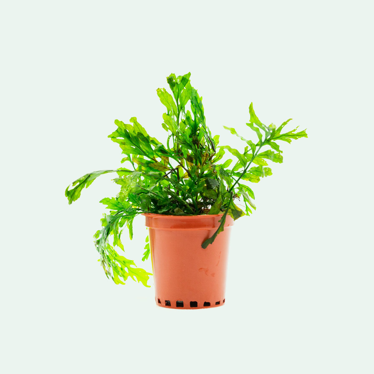 Bolbitis Heudelotii African Water Fern - Live Aquarium Plant for Fish Tanks, Terrariums & Paludariums - Perfect for Low Light Aquascaping & Natural Habitat Decoration