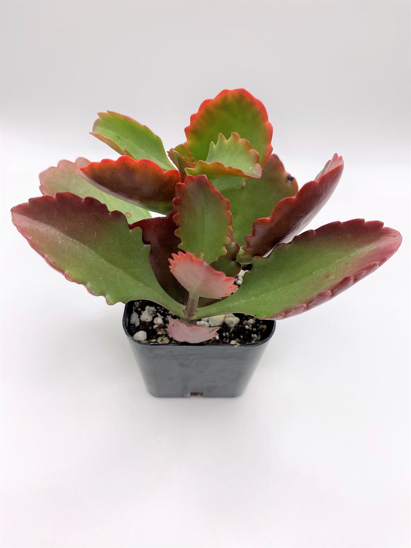Red Kalanchoe Succulent Plant - Live Houseplant for Home & Office Decor, Gift for Plant Lovers, Easy Care Indoor Plant for Windowsills, Desks, and Shelves