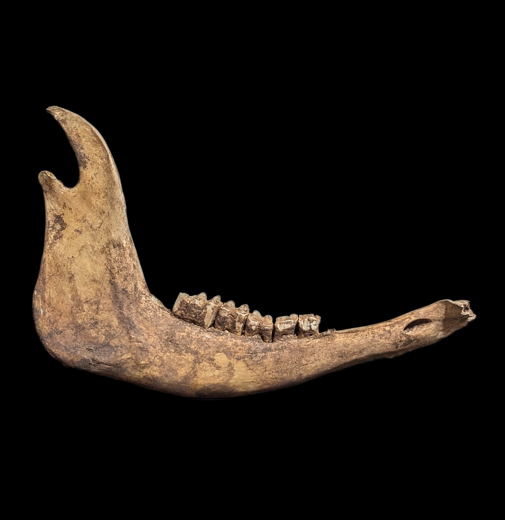 Authentic Field-Collected Large Mammal Jaw Bone - Genuine Fossil Specimen for Science Study, Home Decor & Educational Display | Perfect for Paleontology Enthusiasts, Classroom Teaching & Natural History Collections