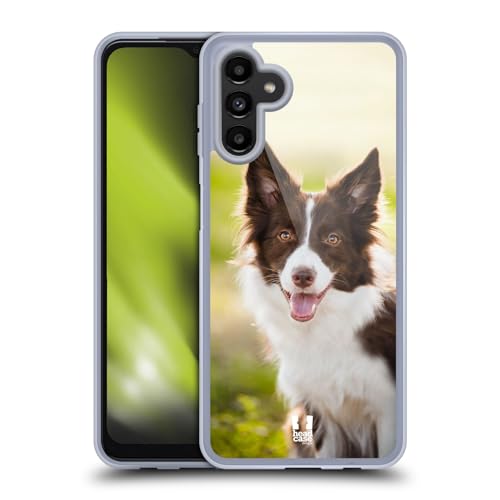 Brown Border Collie In Summer