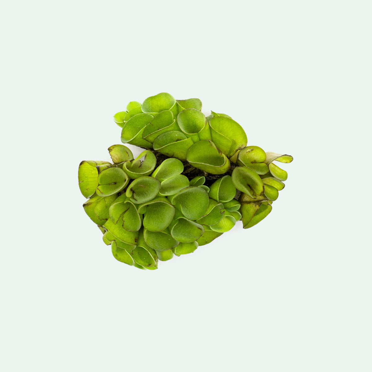 Premium Floating Plant Bags for Ponds & Aquariums – Assorted Sizes, Durable Mesh Design – Perfect for Water Lilies, Lotus & Aquatic Plants