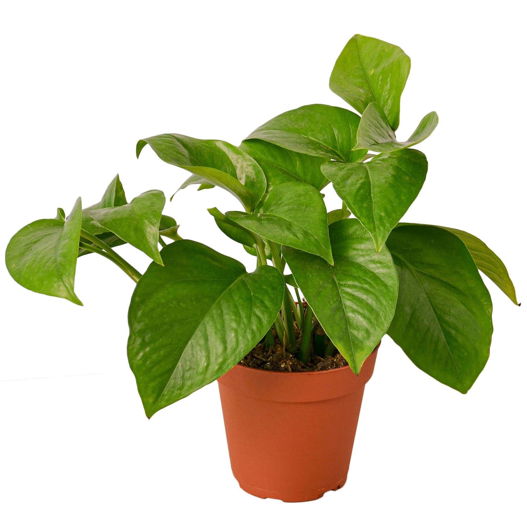 Pothos Green Queen Live Indoor Plant | Devil's Ivy (Epipremnum Aureum) in 4'' & 6'' Pots | Low Maintenance Houseplant for Home, Office, Desk & Bathroom Decor | Perfect for Living Spaces, Shelves & Hanging Baskets