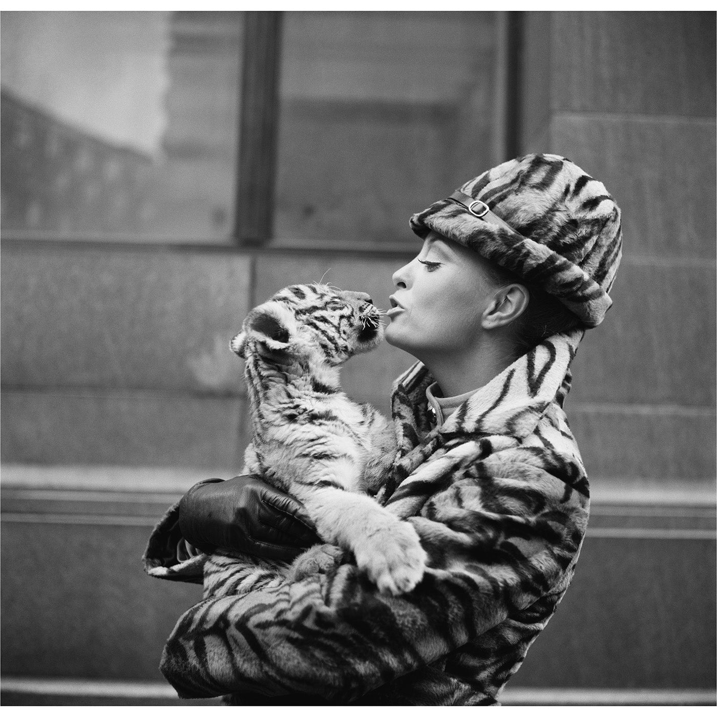 Tiger Lady - Premium Stock Photo from Getty Images for Wildlife, Nature, and Adventure Projects