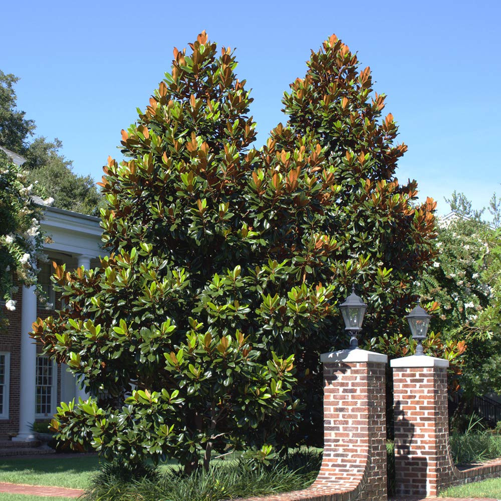 Little Gem Magnolia Live Plant (4-5 Feet Tall) - Includes Detailed Care Guide - Perfect for Landscaping, Privacy Hedges & Small Gardens