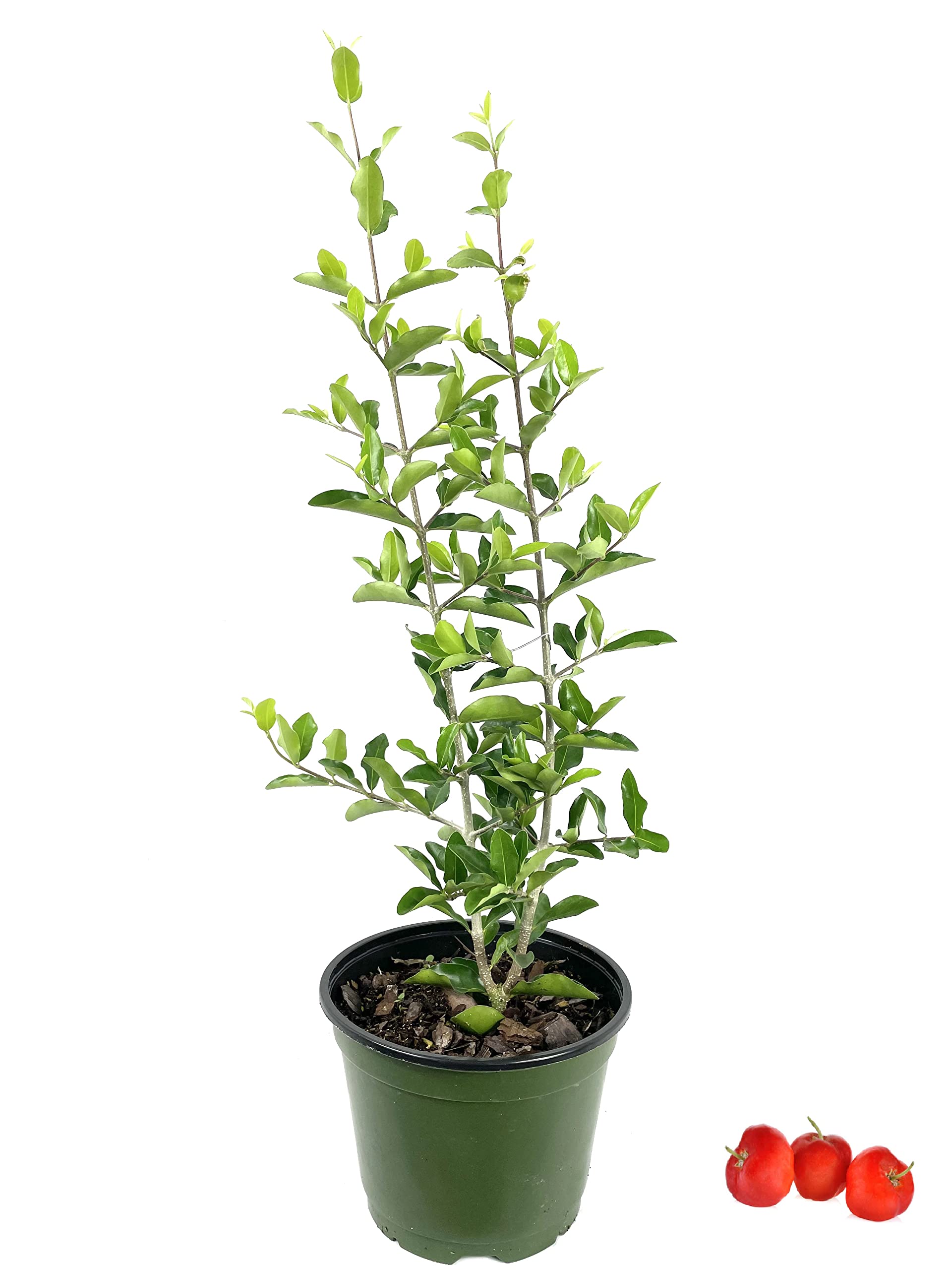 Barbados Cherry Tree (Malpighia Emarginata) - 5 Live Plants in 6 Inch Grower's Pots - Edible Fruit Bearing Tree for Patio, Garden & Landscaping - Perfect for Home Gardening, Organic Fruit Harvest & Tropical Backyard Decor