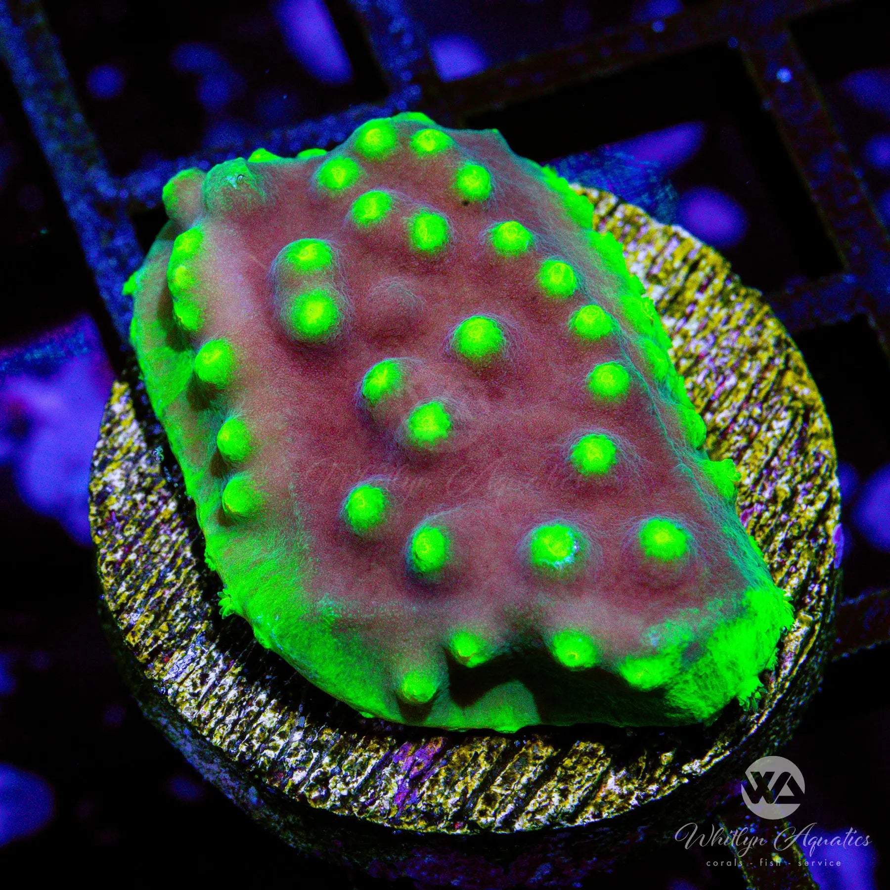 B18 LA Lakers Scroll Coral Frag - WYSIWYG Live Coral for Saltwater Aquariums | Perfect for Reef Tanks & Marine Displays