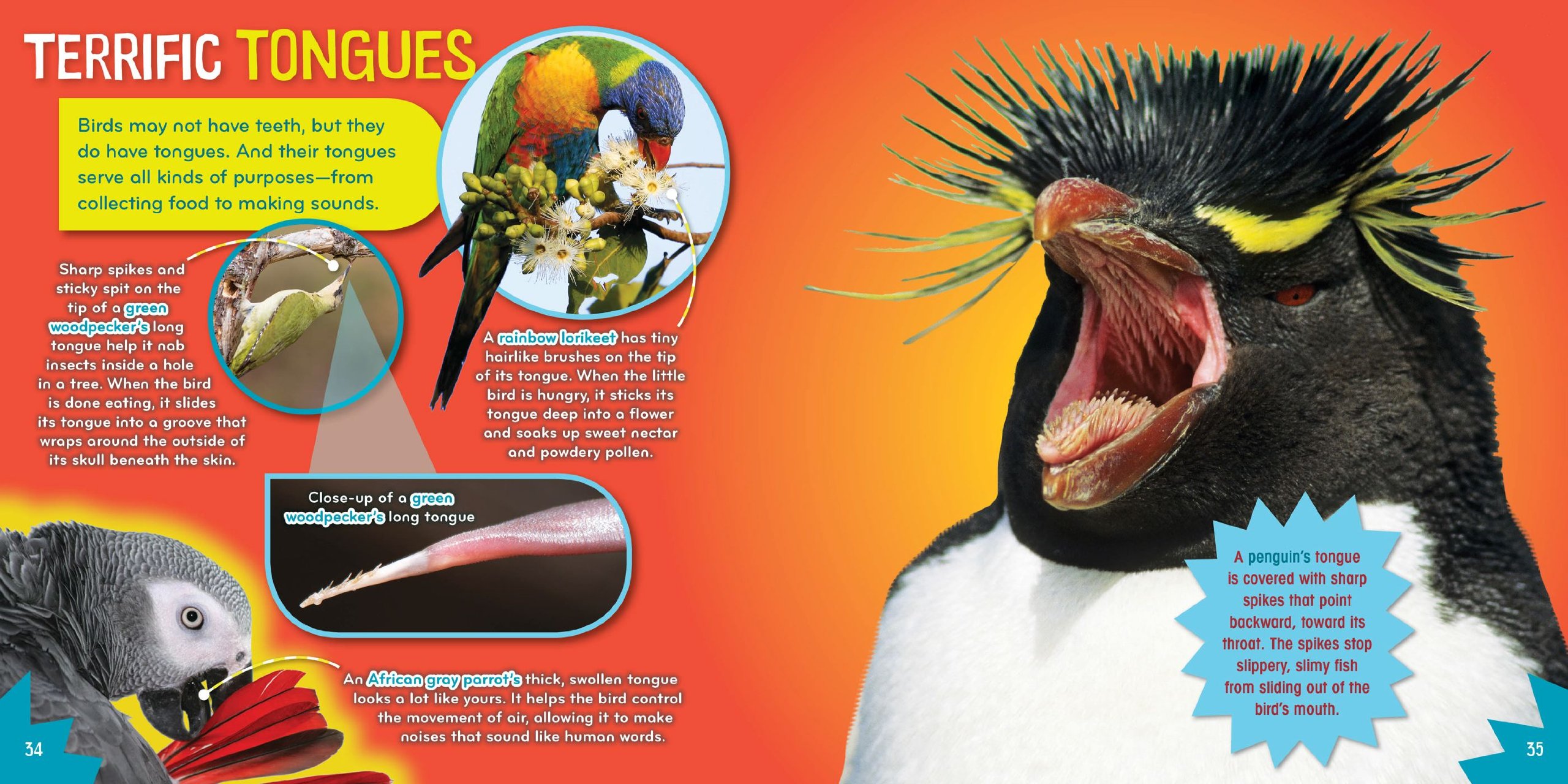Bird-acious (6) - Fun Science Book for Kids with Interactive Bird-Themed Activities | Perfect for Homeschooling & Classroom Learning