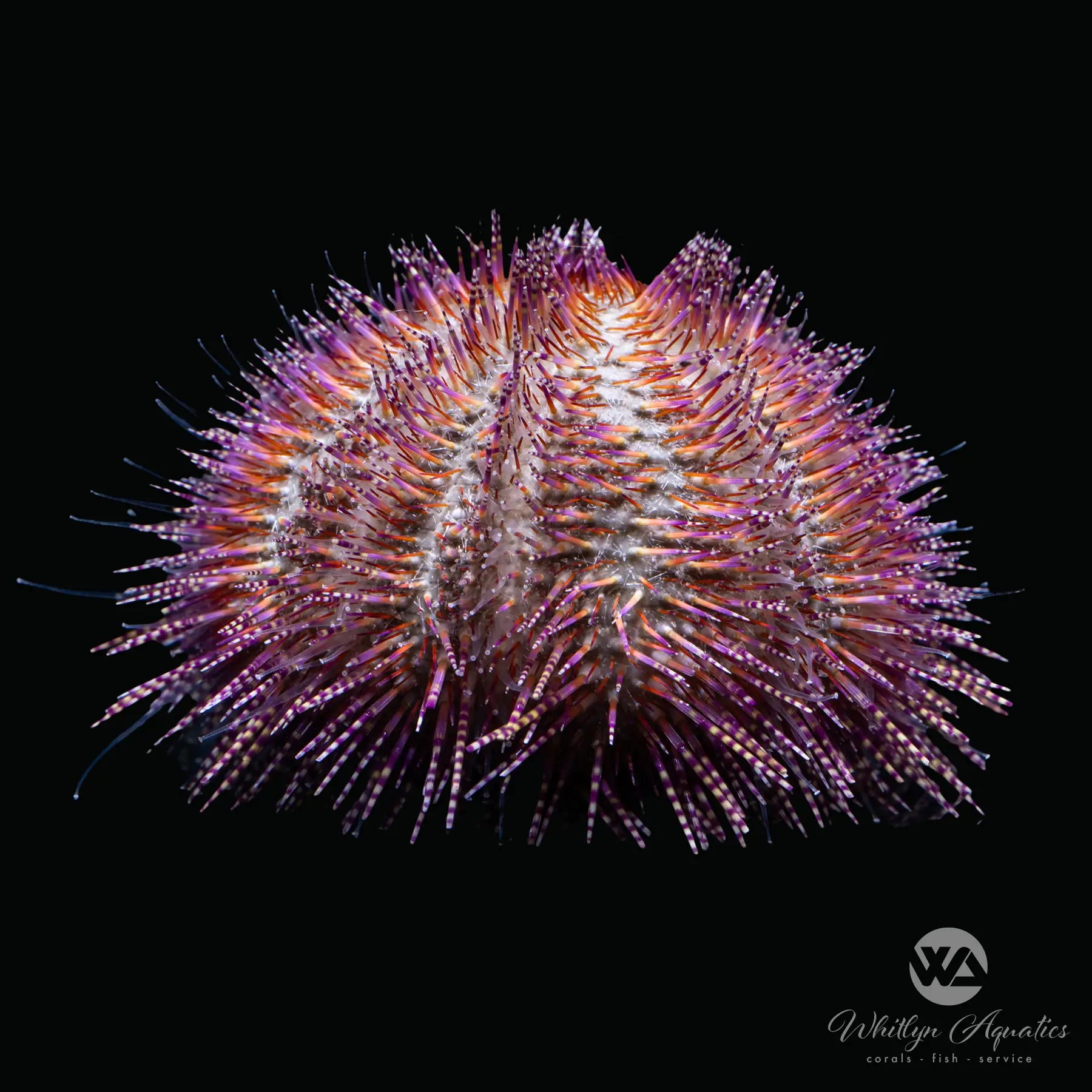 Red Bell's Urchin (Salmacis belli) - Premium Sea Urchin for Marine Aquariums & Ocean-Themed Decor