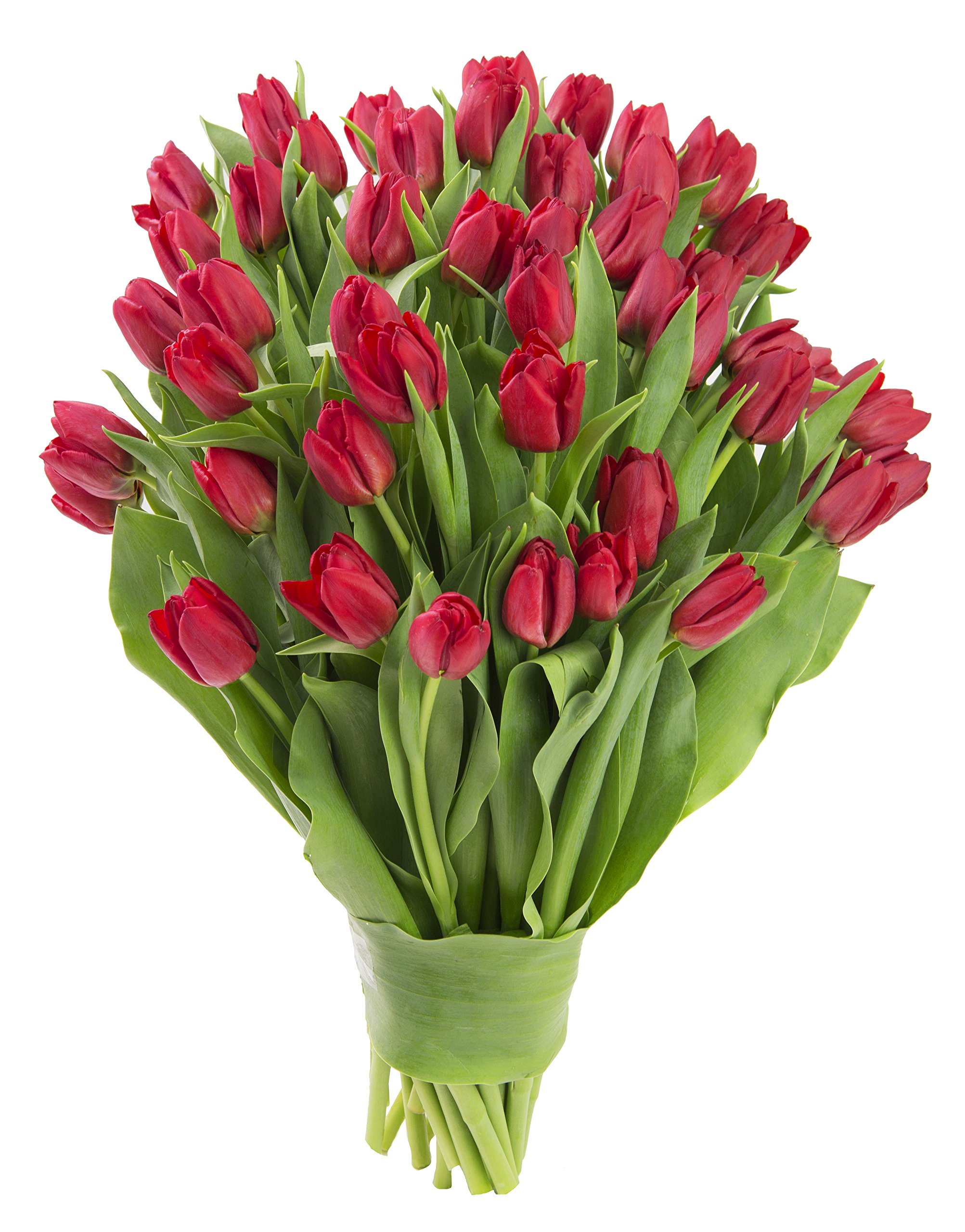 KaBloom PRIME NEXT DAY DELIVERY - 50 Fresh Red Tulips Wedding Bouquet | Birthday, Anniversary, Thank You & Mother's Day Gift | Perfect for Wedding Centerpieces, Romantic Decor & Special Occasions