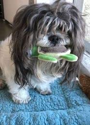 TinyToy Plush Green Turtle - Soft Small Dog Chew Toy for Puppies, Teething & Toy Breed Dogs - Perfect for Indoor Play, Cuddling & Training Rewards
