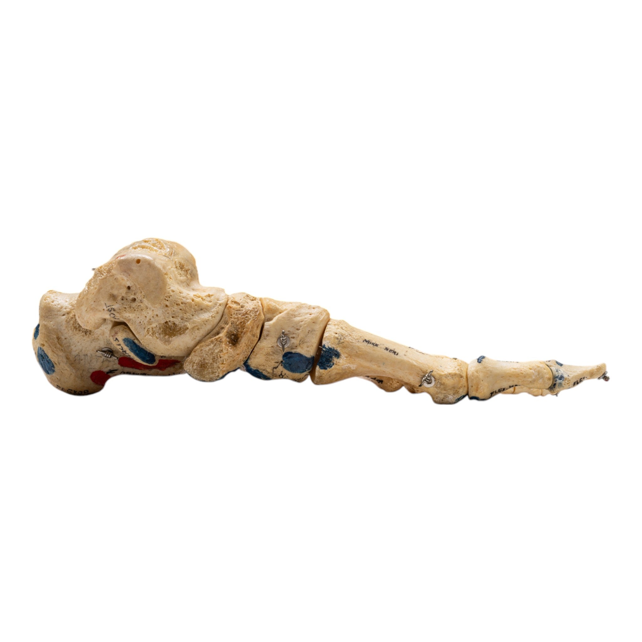 Realistic Articulated Left Foot Model - Painted Anatomical Study Aid for Medical Students & Artists | Perfect for Anatomy Class, Art Reference & Halloween Decor