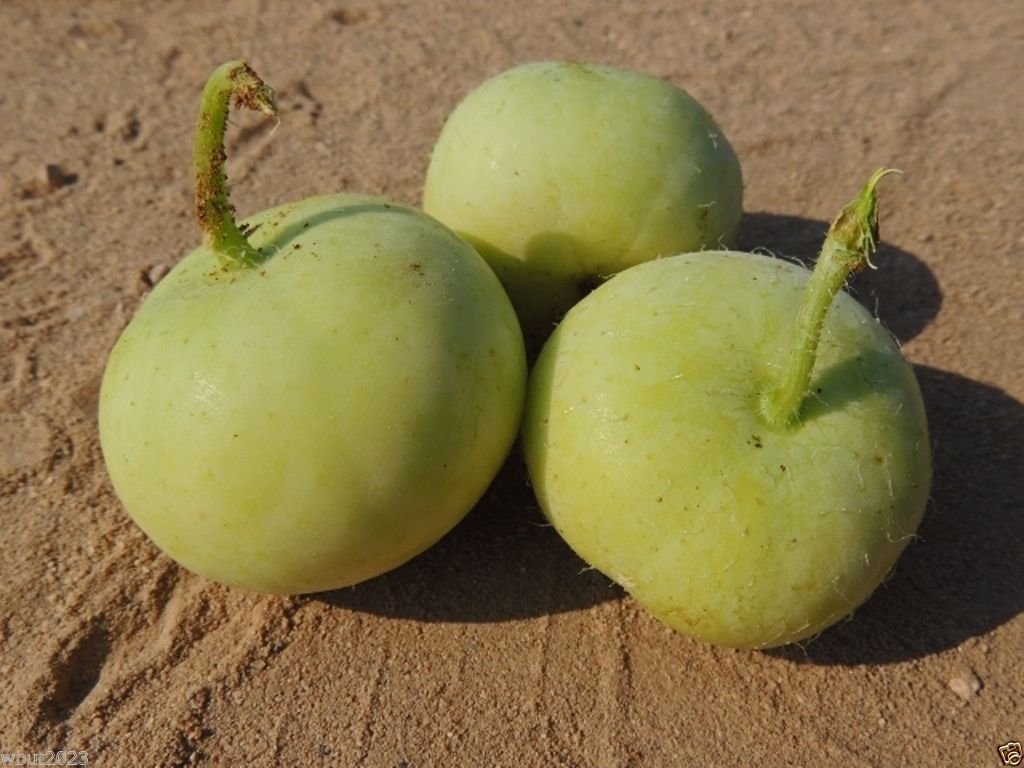 Tinda Gourd Seeds (5 Pack) - Also Known as Apple Gourd or Indian Baby Pumpkin - Open Pollinated - Perfect for Home Gardening and Organic Farming